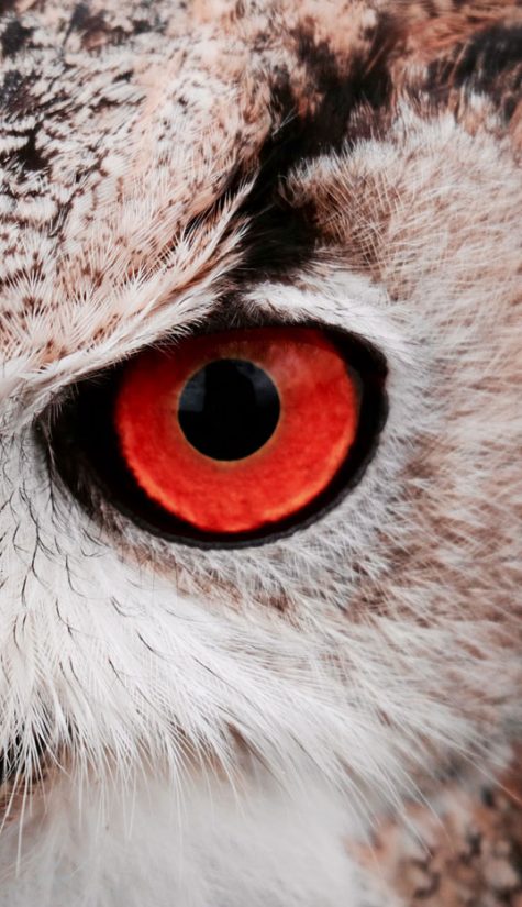 Red Eyes Owl