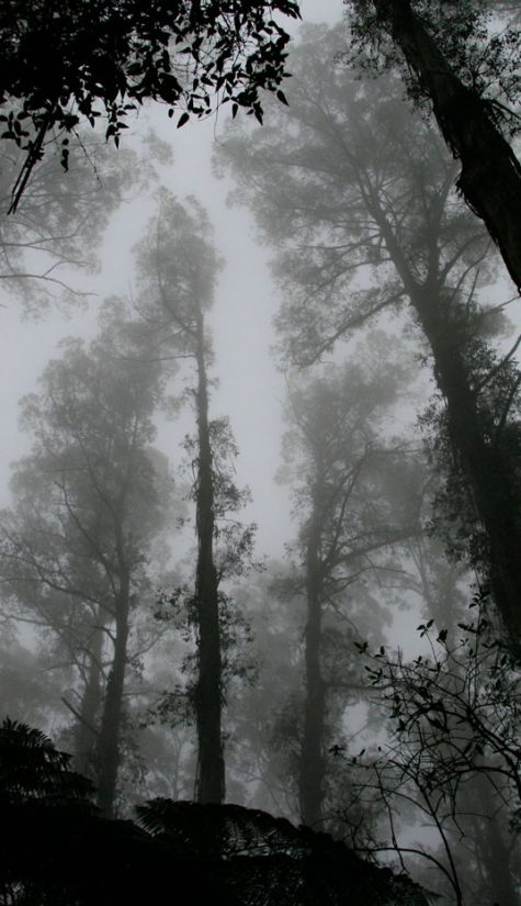 Misty Forest